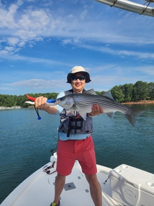 Catch of the day at Lake Lanier: Striped Bass